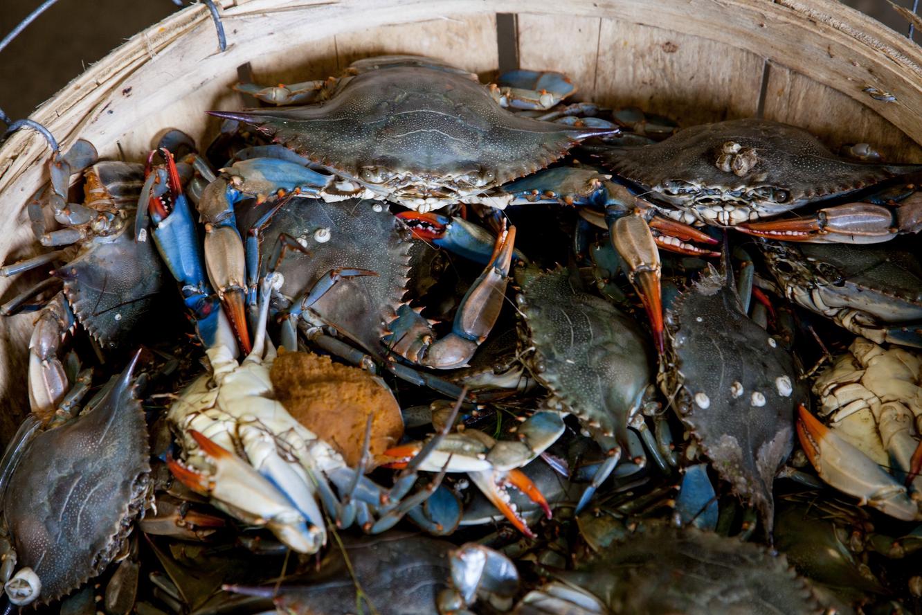 bushel of crabs, maryland crab cakes