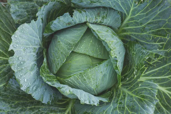 cabbage head for coleslaw vinegar 