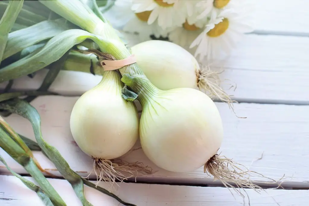 onions for clam chowder homemade