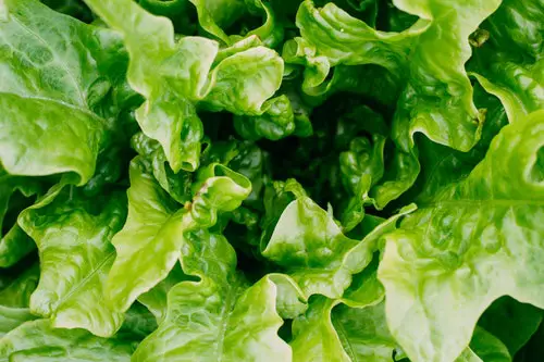 add leaf of lettuce on sandwich