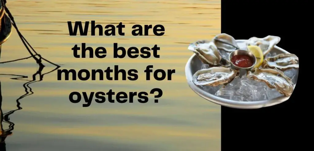 what are the best months for oysters