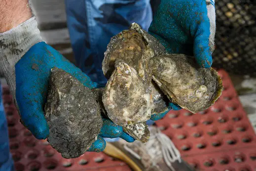 are raw oysters good for you - shucking oysters

