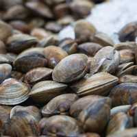 fresh shucked clams