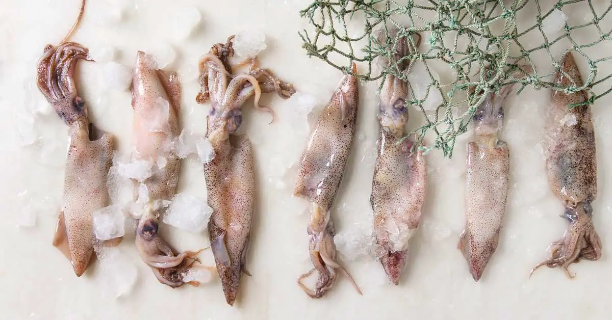 Is raw squid safe to eat?