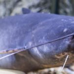 Are Blue Catfish Good To Eat?