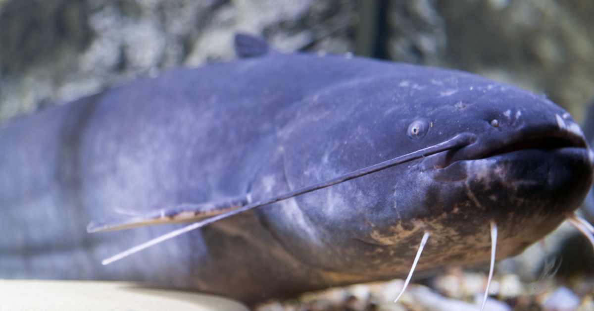 Are Blue Catfish Good To Eat?
