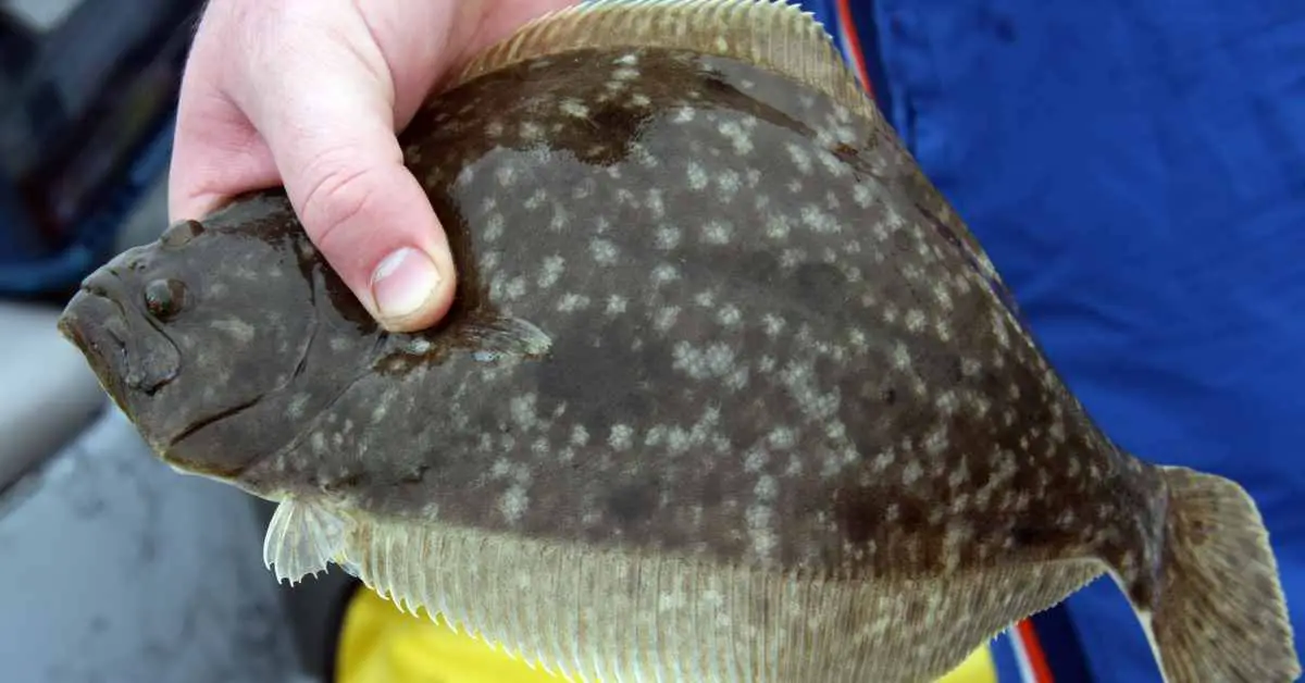 how to freeze flounder fillets